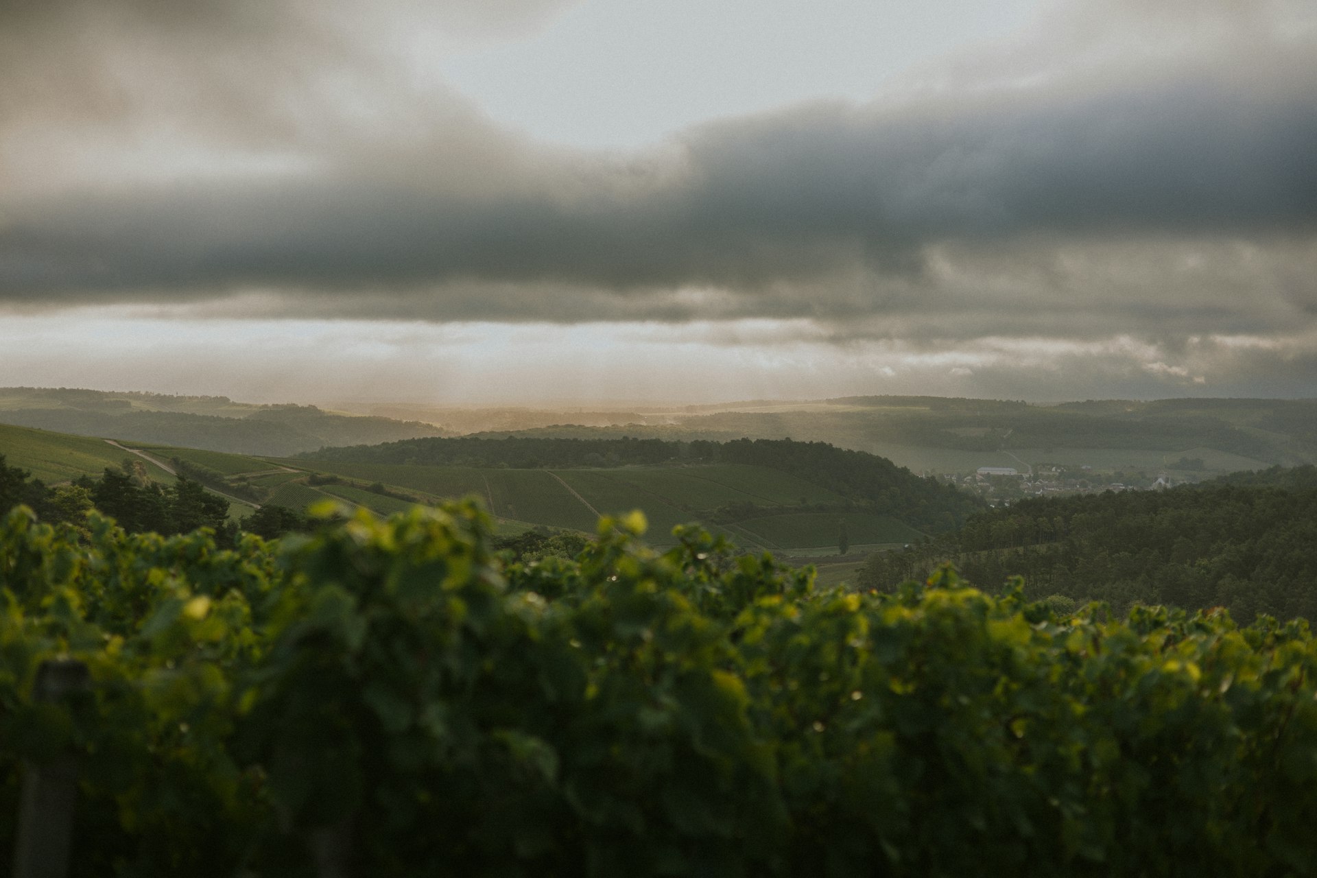 Vignoble au coucher de soleil